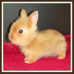 Cheela & Rusty - B-Wurf - Bibi